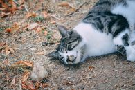 一只虎斑猫安静地睡在铺满落叶的地上，显得宁静而舒适