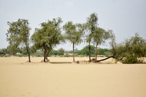 Foto d'estoc gratuïta de arbres, desert, natura