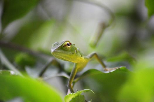 gecko photo