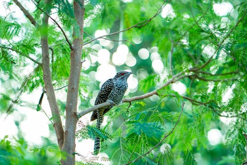 Free Close Up of Bird Perching on Tree Stock Photo