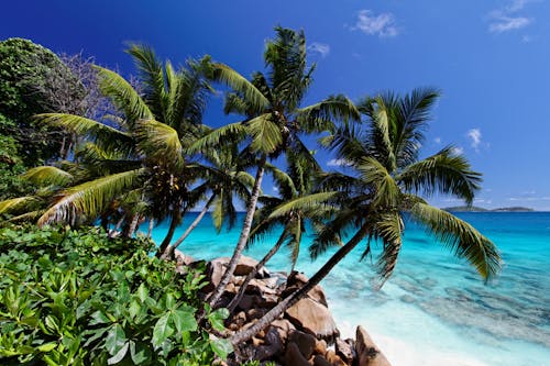 Kostenloses Stock Foto zu kokosnussbäume, laub, meer