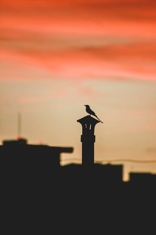 Silhouette of Bird Sitting in Roof at Sunset