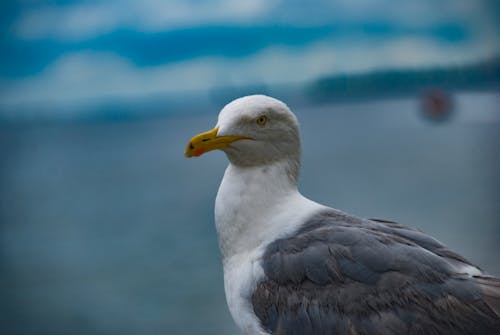 bokeh, bulanıklık, deniz kuşu içeren Ücretsiz stok fotoğraf