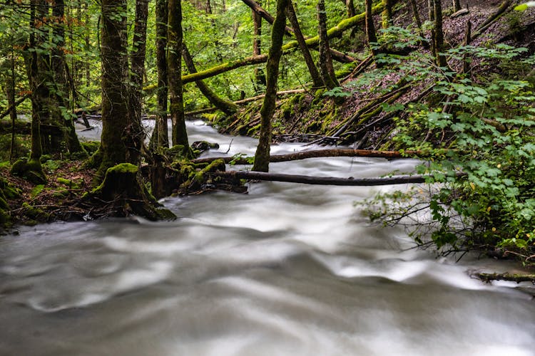 Fast River Flowing Through Forest