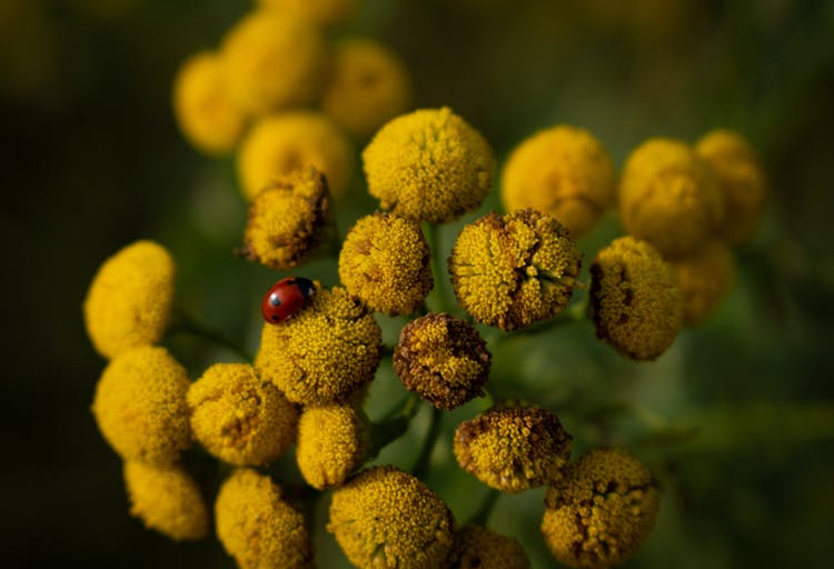 Ladybug On Flower