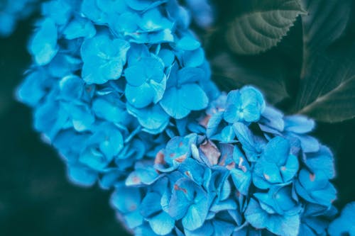 Gentle blue hortensia flowers growing in garden