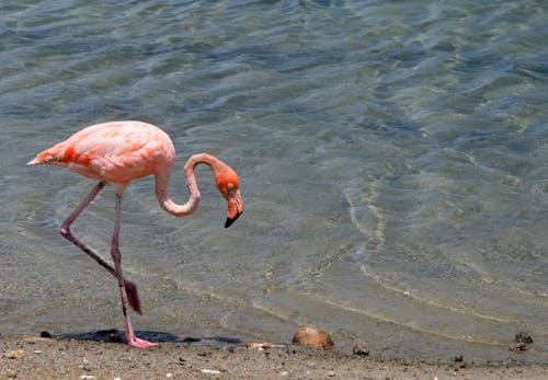 Free Pink Flamingo on a Beach Stock Photo
