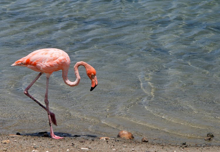 Pink Flamingo On A Beach