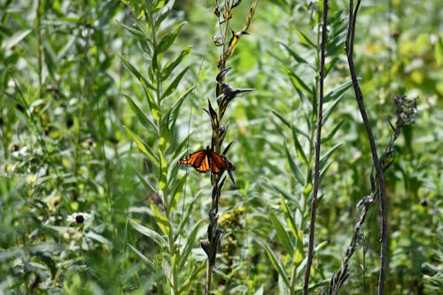 Foto profissional grátis de animal, ao ar livre, borboleta
