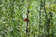 Monarch Butterfly Perched on Green Plant