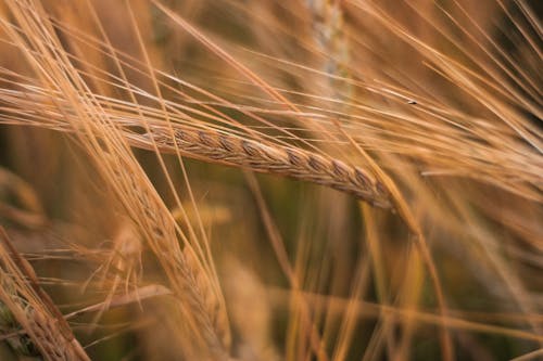 Brown Wheat in Close-Up Photography
