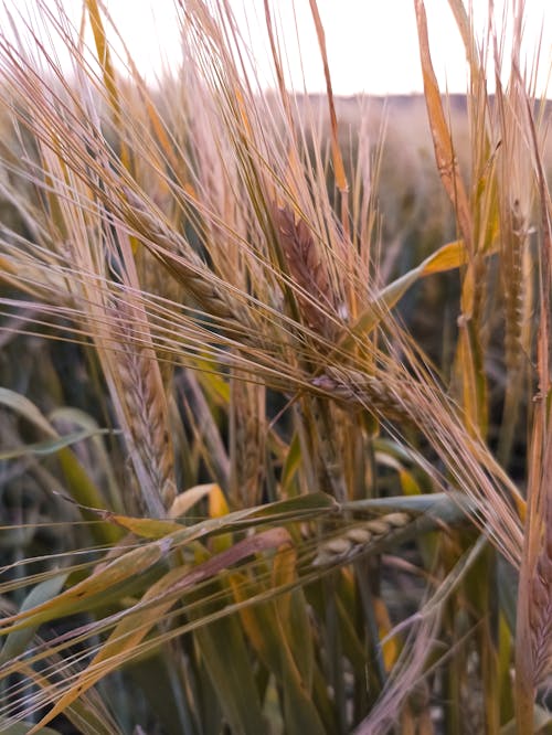 Ears of the Ripening Grain