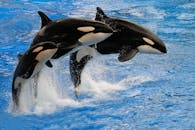 A Three Jumping Killer Whale in the Water