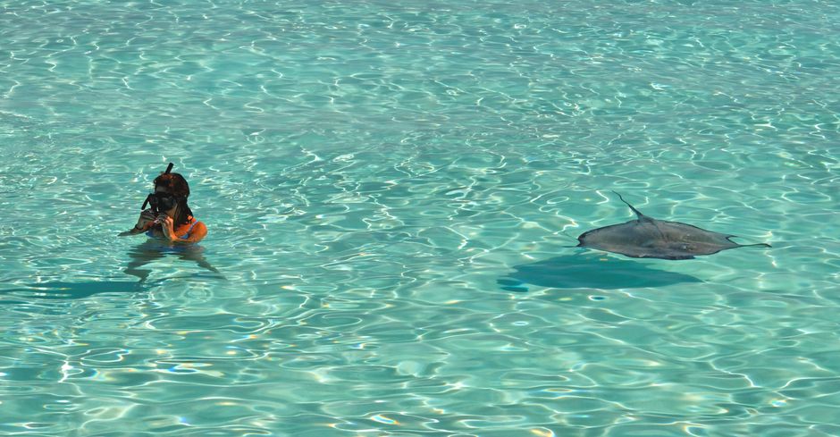 Person snorkeling alongside a stingray in crystal clear waters. Perfect for travel and marine life enthusiasts. - 5 Best Snorkeling Spots in Barbados: Sea Turtles & Wrecks (2026)