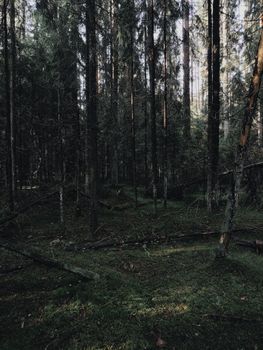 Explore the serene beauty of a dense forest with sunlight streaming through tall trees, creating a mystical atmosphere.