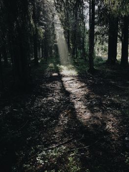 A serene and atmospheric forest scene with sunlight streaming through the trees, creating a mystical ambiance.