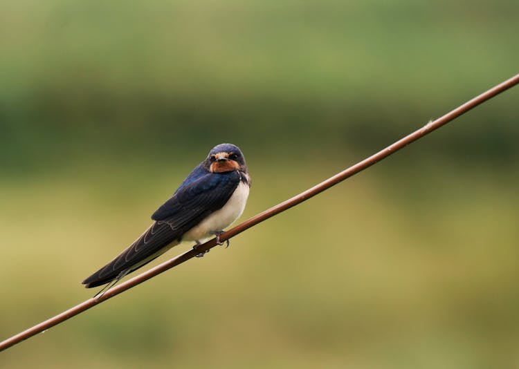 A Swallow Bird Perched On A Brown Stem