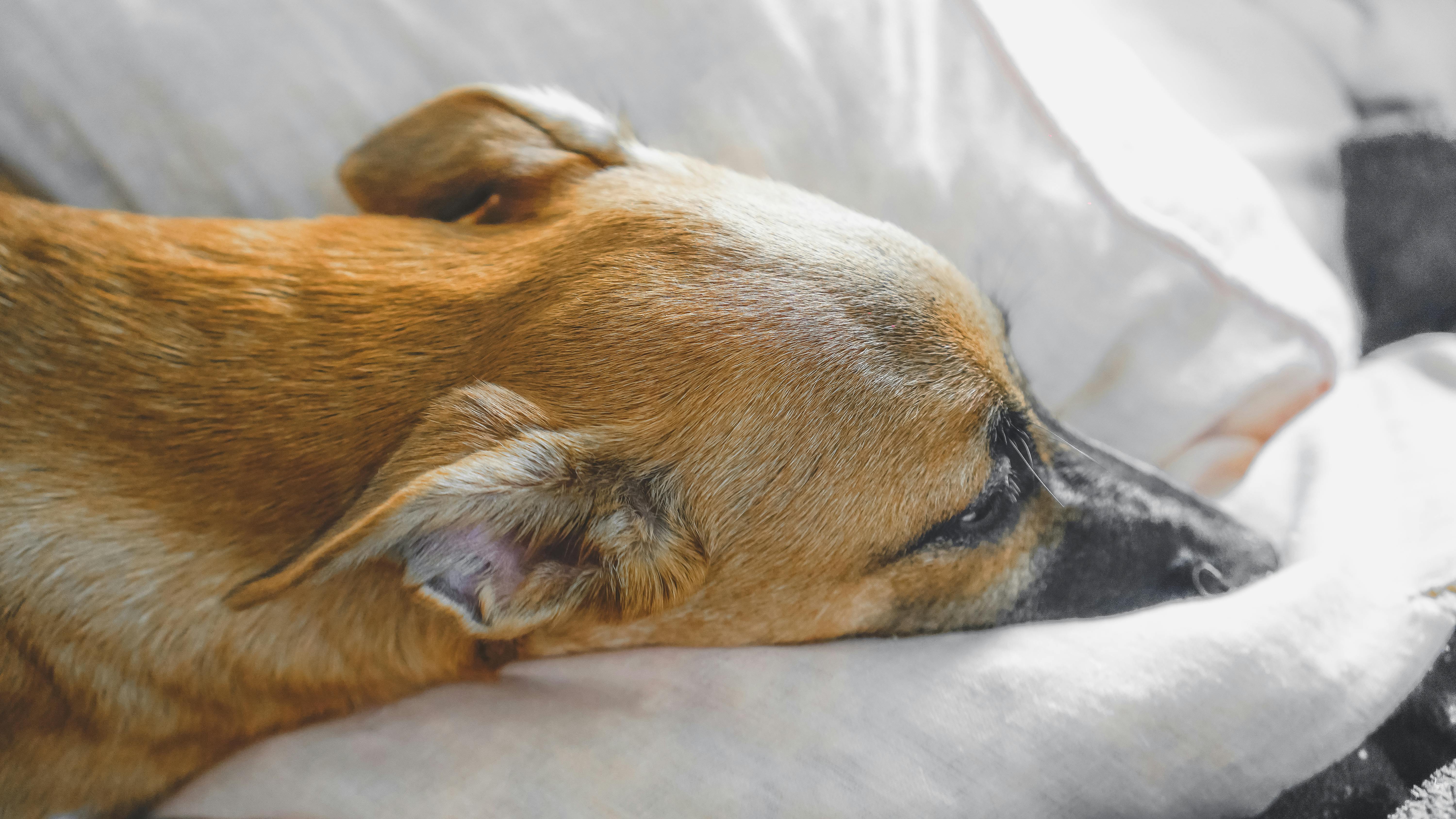 What kind of zinc is best?