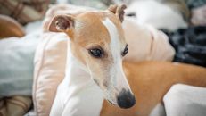 Friendly cute Whippet dog resting on cozy pillows in sunny bedroom and looking away with interest