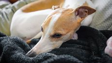 Sleepy adorable Whippet dog lying on cozy bed