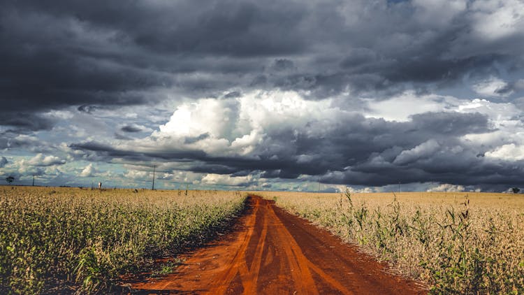 Dirt Trail Running Along Green Agricultural Plantations