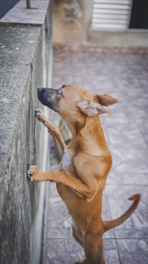 Free Side view mongrel young dog with brown fur standing with paws on stone fence in backyard Stock Photo