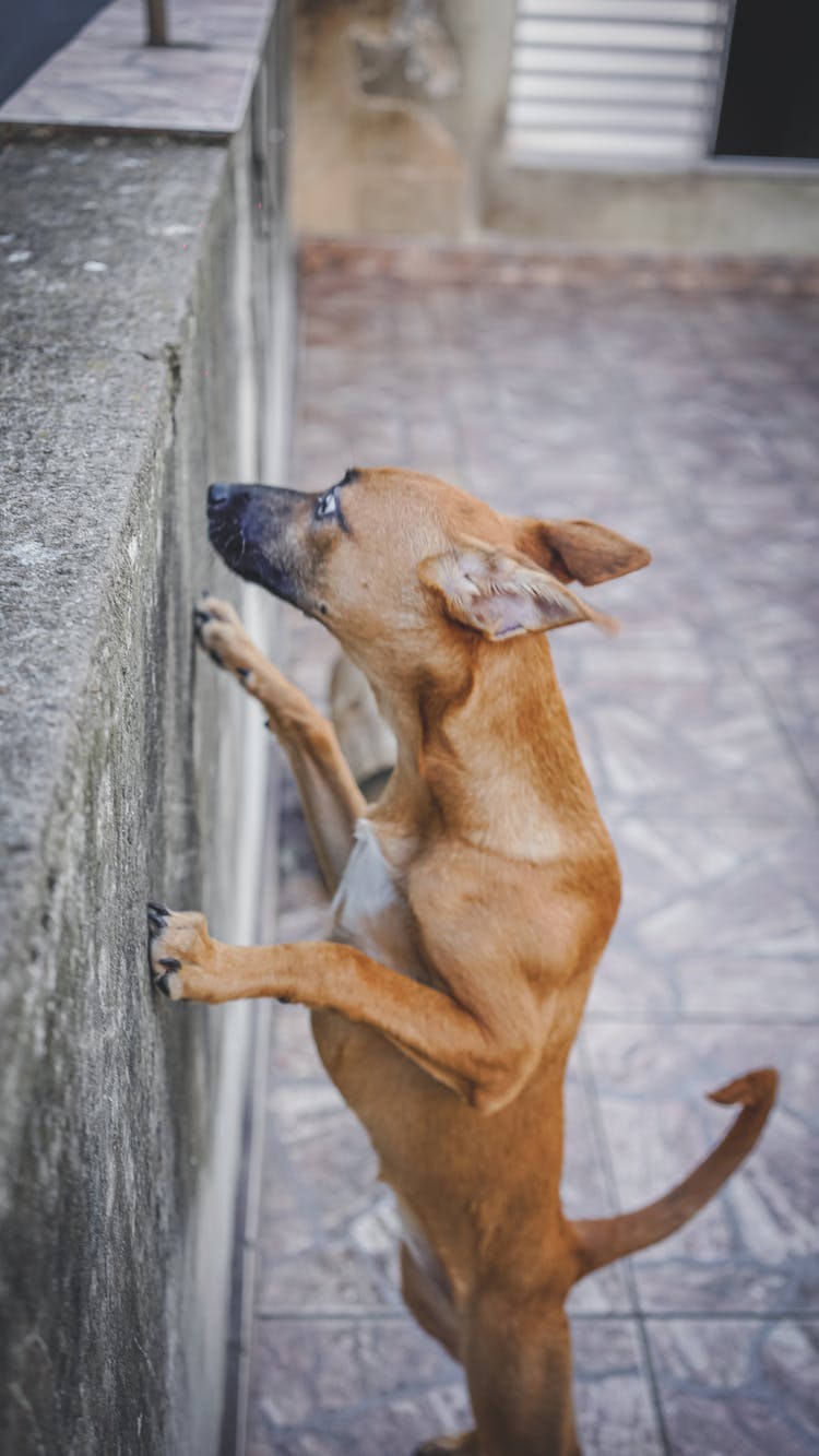 Mixed Breed Red Dog Leaning On Stone Fence