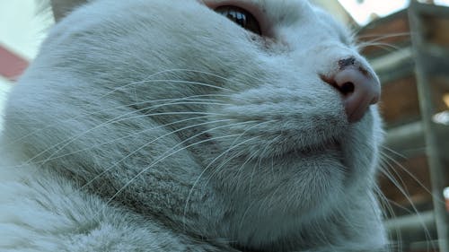 Free Muzzle of fatty white cat resting on street Stock Photo