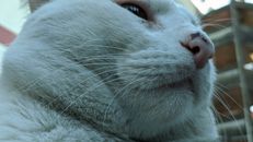 Muzzle of fatty white cat resting on street