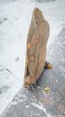Moth with ornamental wings laying eggs on shabby surface