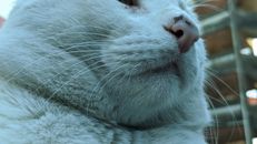 Cat with fatty muzzle resting on street in daylight