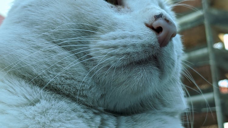 Cat With Fatty Muzzle Resting On Street In Daylight