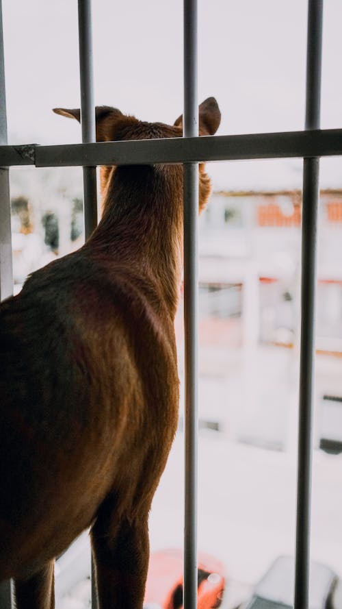 Free Back of Whippet contemplating city street while looking out of fenced window at home Stock Photo