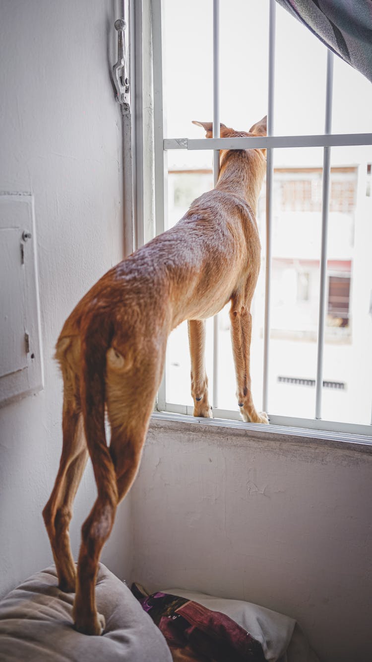 Whippet Looking Out Of Window At Home