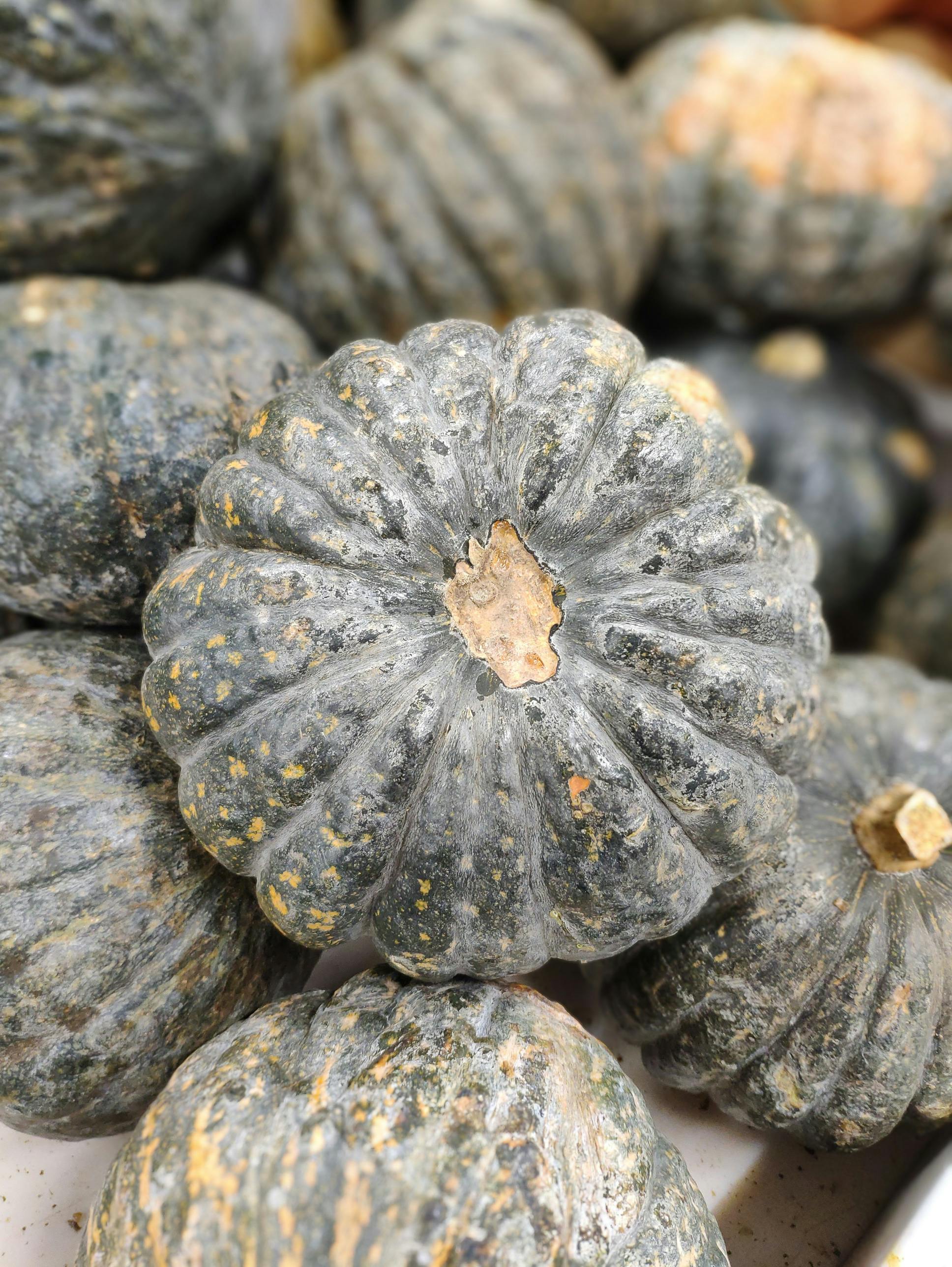 Pile of whole fresh pumpkins with spots on peel ?? Free Stock Photo