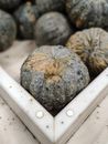 From above of pile of whole fresh pumpkins with damaged ribbed peel in plastic box