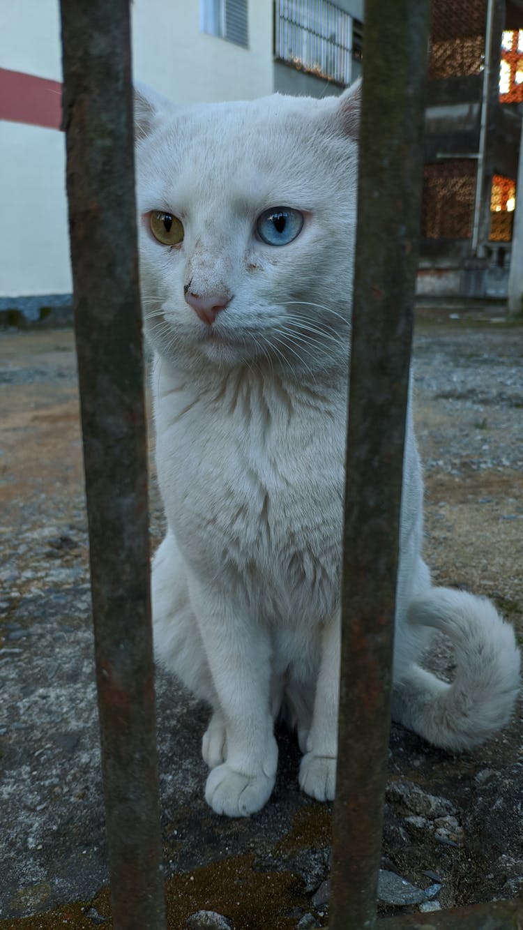 Dirty Cat On Rough Pavement Behind Fence