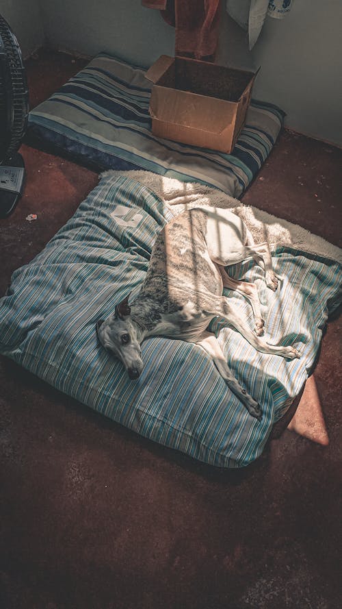 Free Whippet resting on soft mattress in house Stock Photo