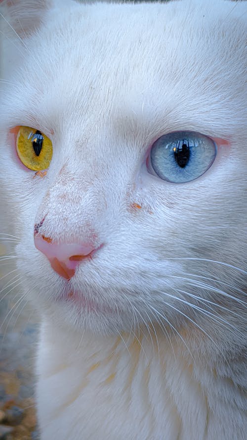 Free Closeup of cute attentive cat with fluffy fur and bright eyes of various colors looking away Stock Photo