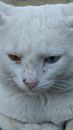 Muzzle of cute white cat with dirty fur