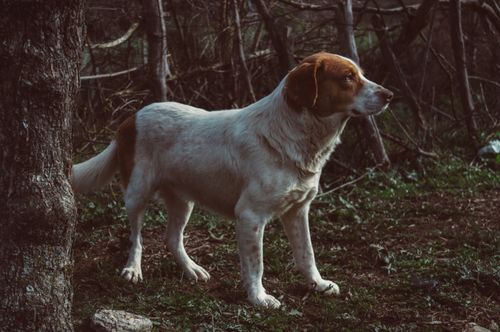 Free Side view of cute obedient mongrel dog standing in forest and looking away Stock Photo