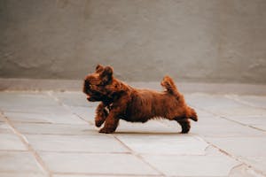 Russian Colored Lapdog with fluffy brown fur running on tiled pavement near rough wall