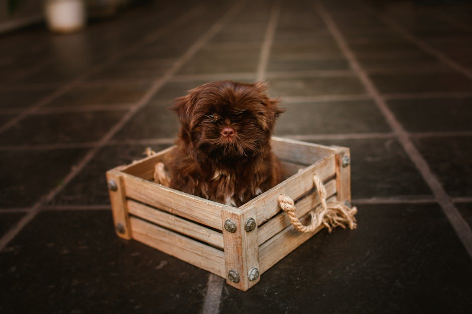 How Dog Crate Size Solves Anxiety Issues for Your Pup A cute fluffy brown puppy sitting inside a rustic wooden box on a tiled indoor floor.
