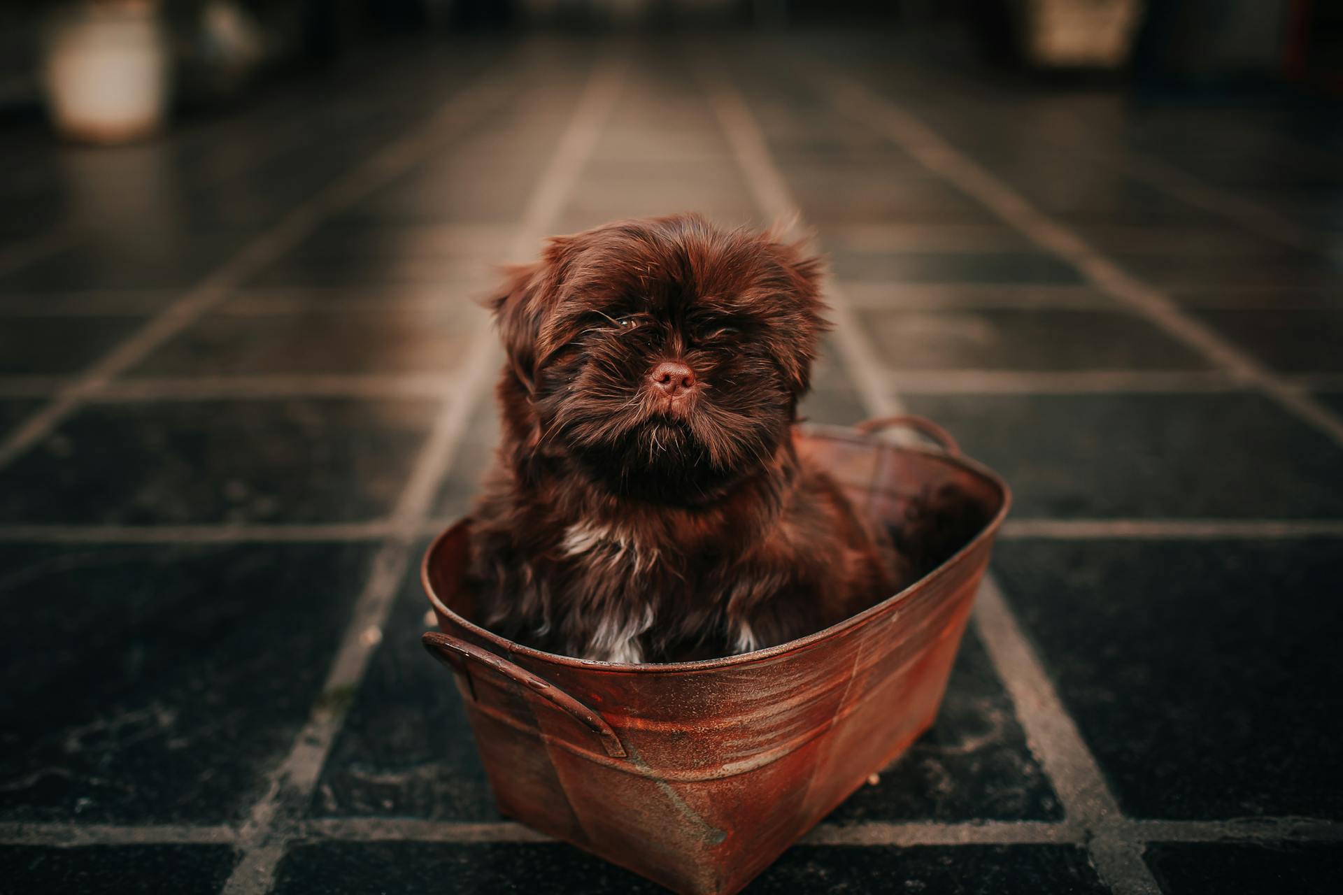 Ci-dessus, un Lapdog russe de couleur avec une fourrure brune reposant dans un petit bain métallique