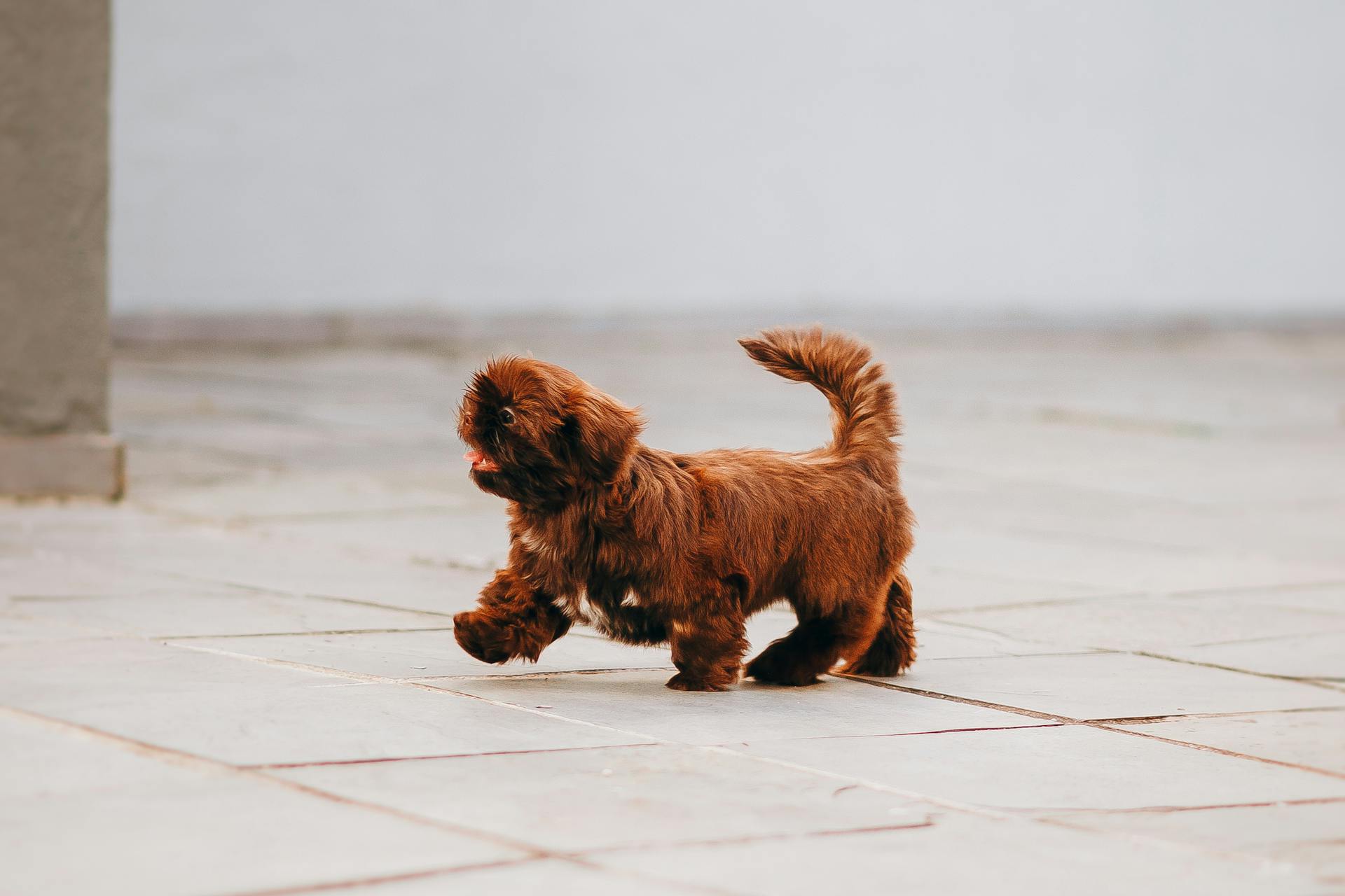 Small fluffy purebred dog with brown fur strolling on tiled pavement on city street in daylight