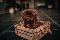 Adorable purebred puppy resting in box at home