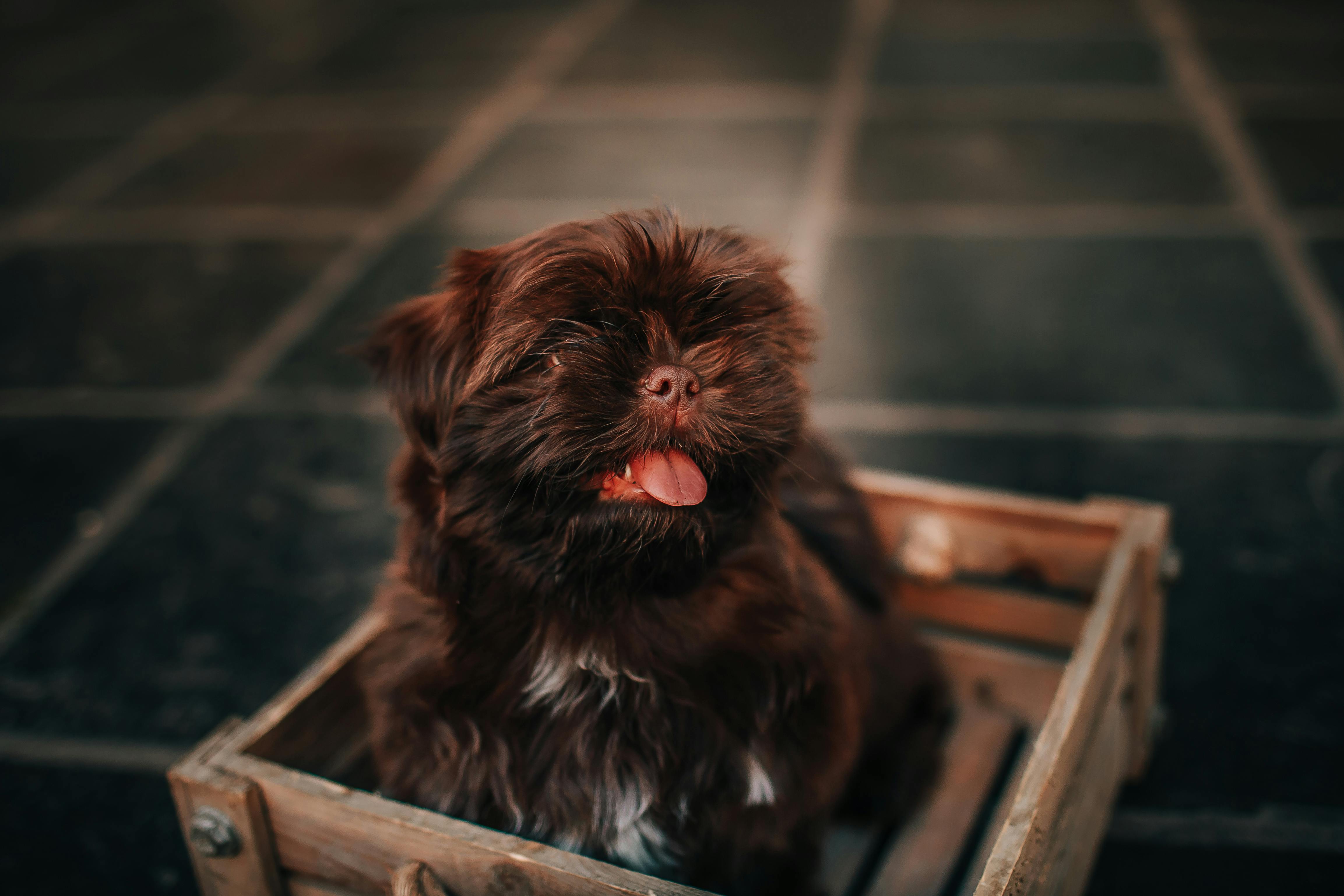 From above of Russian Colored Lapdog with tongue out sitting in box while looking up