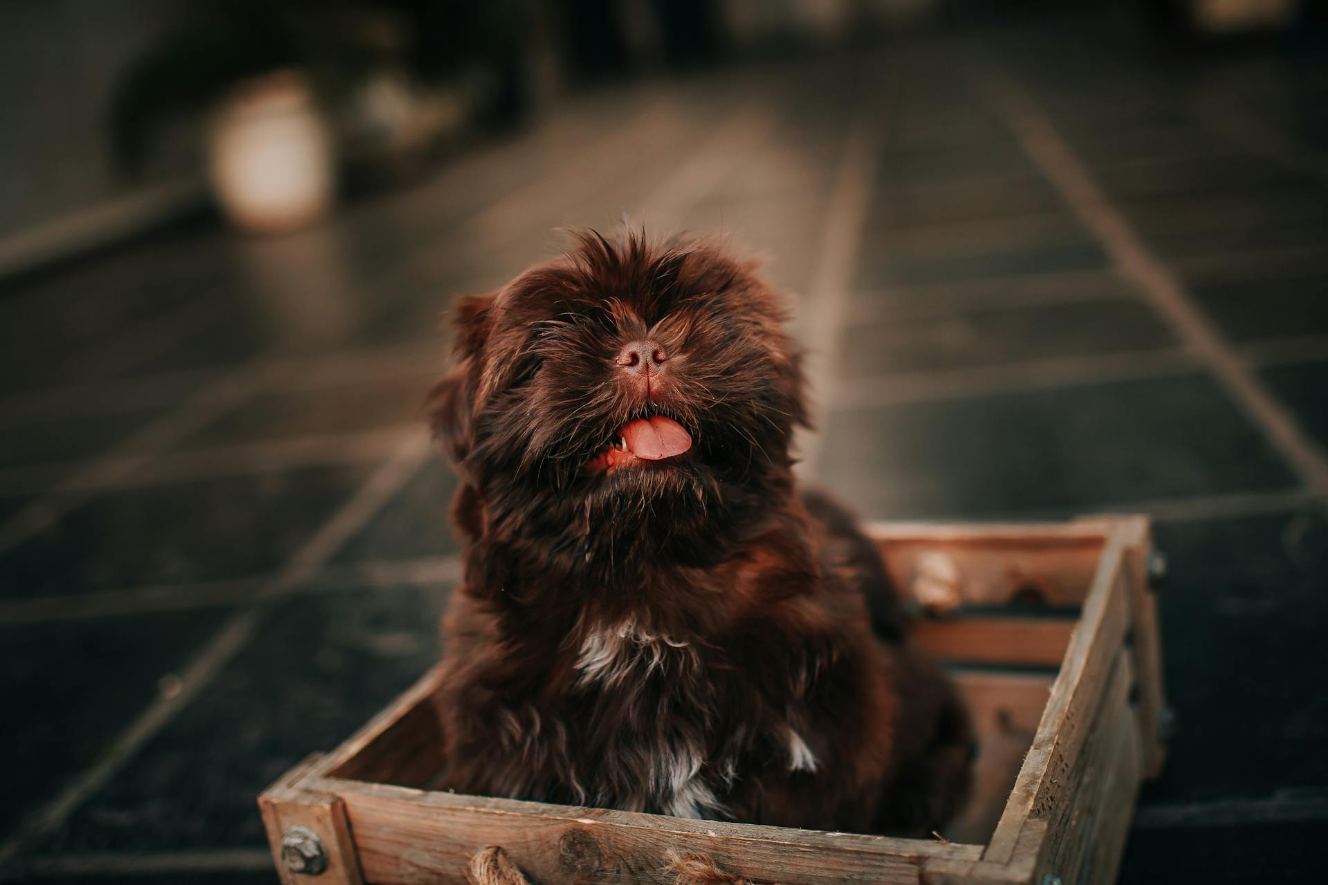 Petit chien mignon avec la langue dans la boîte