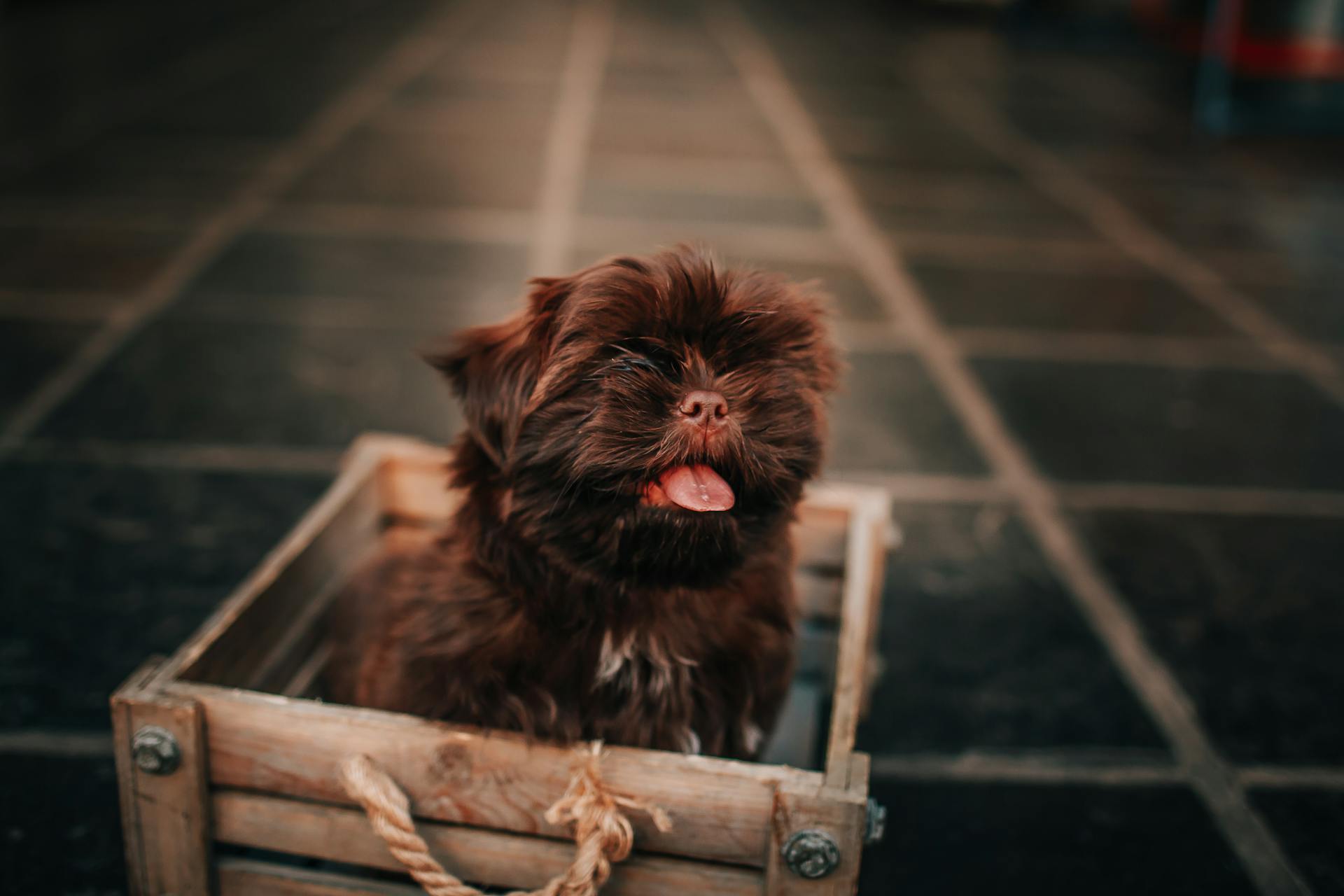 From above of cute purebred puppy with brown fur sitting with tongue out in wooden box