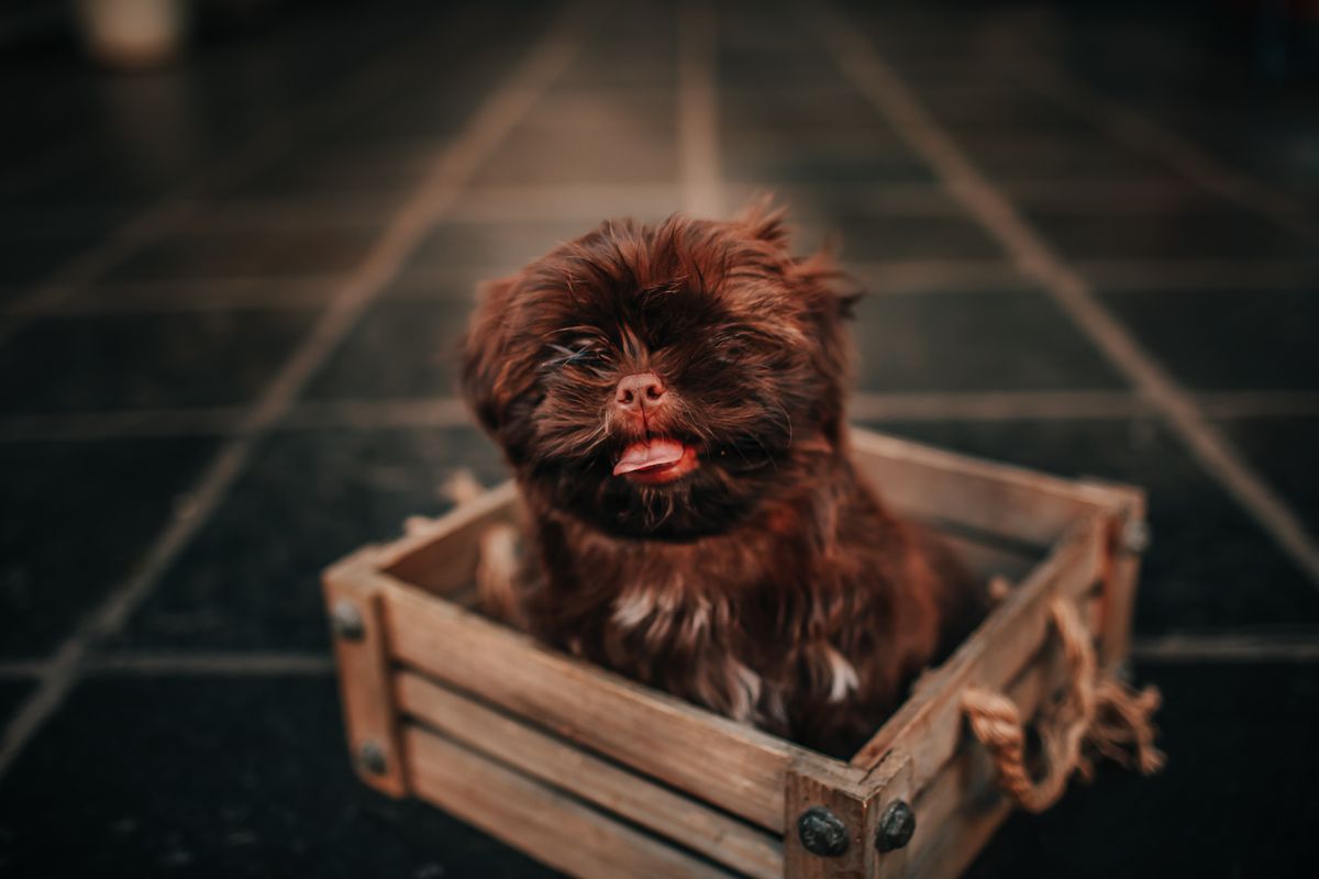 Chien qui boit beaucoup : causes et quand consulter - Symptômes associés à surveiller en cas de soif excessive